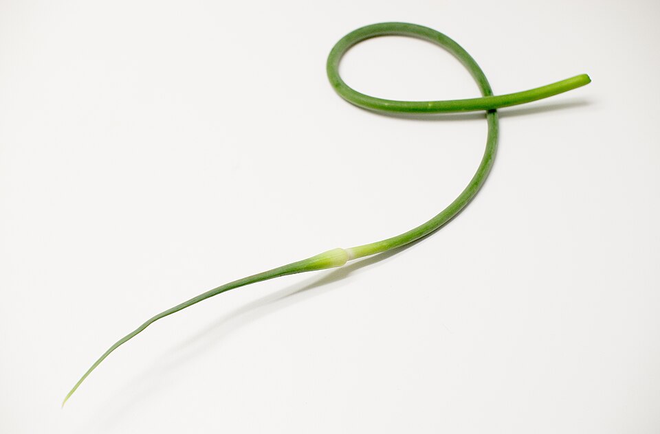 File:Garlic scape.jpg