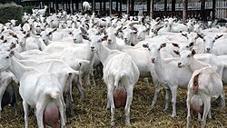 Dairy goat breed "Saanen"