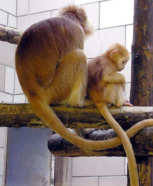 File:Javan.langur.arp.jpg