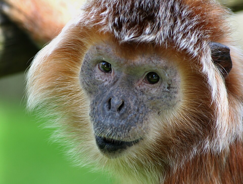 File:Javan langur.jpg