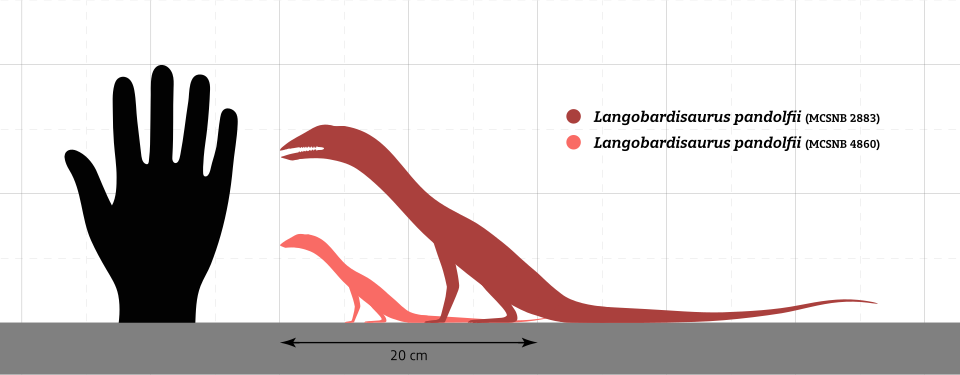 File:Langobardisaurus Size Comparison.svg