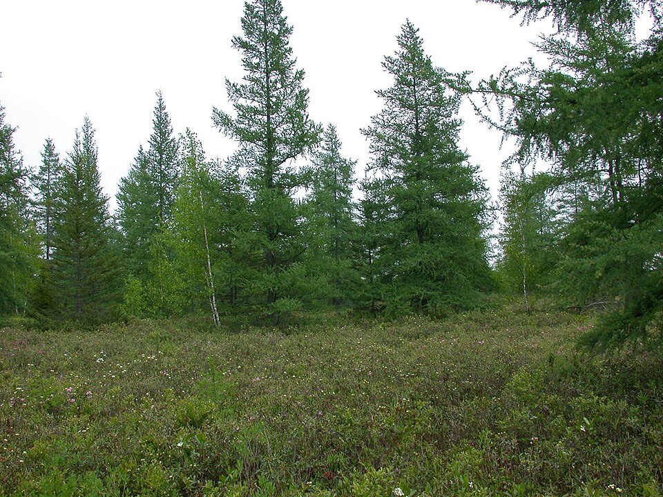 File:Larix laricina 15-p.bot-larix.lari-49.jpg