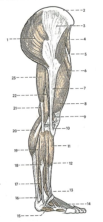 File:LowerLimbMuscles.jpg