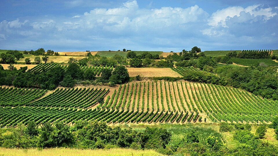 File:NP01-Vinogradi.jpg