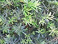 Podocarpus macrophyllus var maki