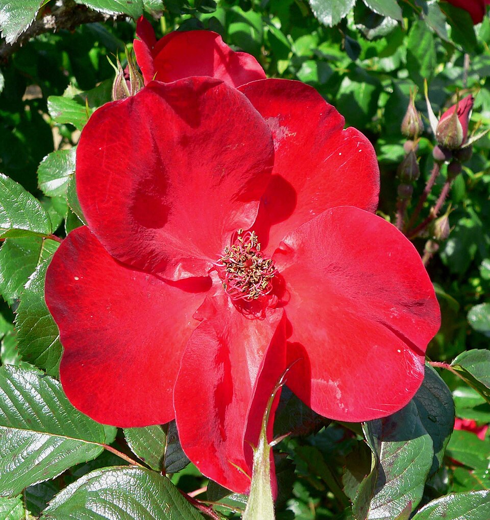 File:Rosa Robusta 2.jpg