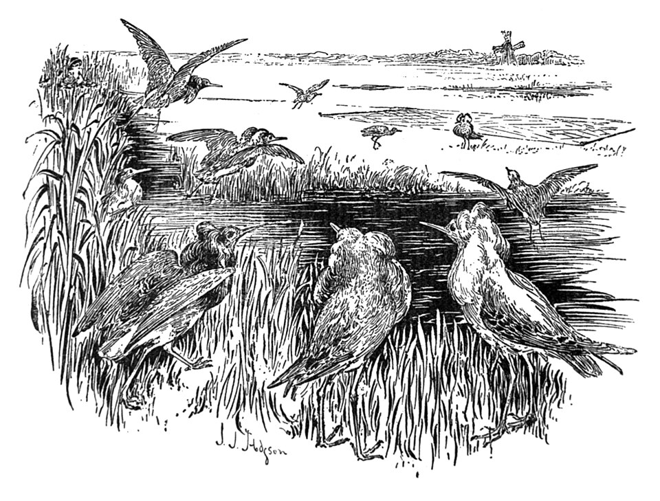 File:RuffNetting.jpg
