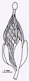 Image 34The transitional fossil Runcaria (from Evolutionary history of plants)