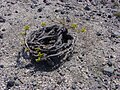 April 27thUnique grapevine training (Santorini)
