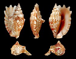 Five views of a laciniate conch shell