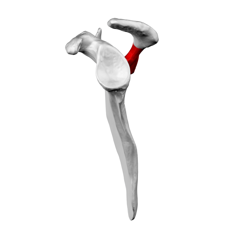 File:Spine of left scapula01.png
