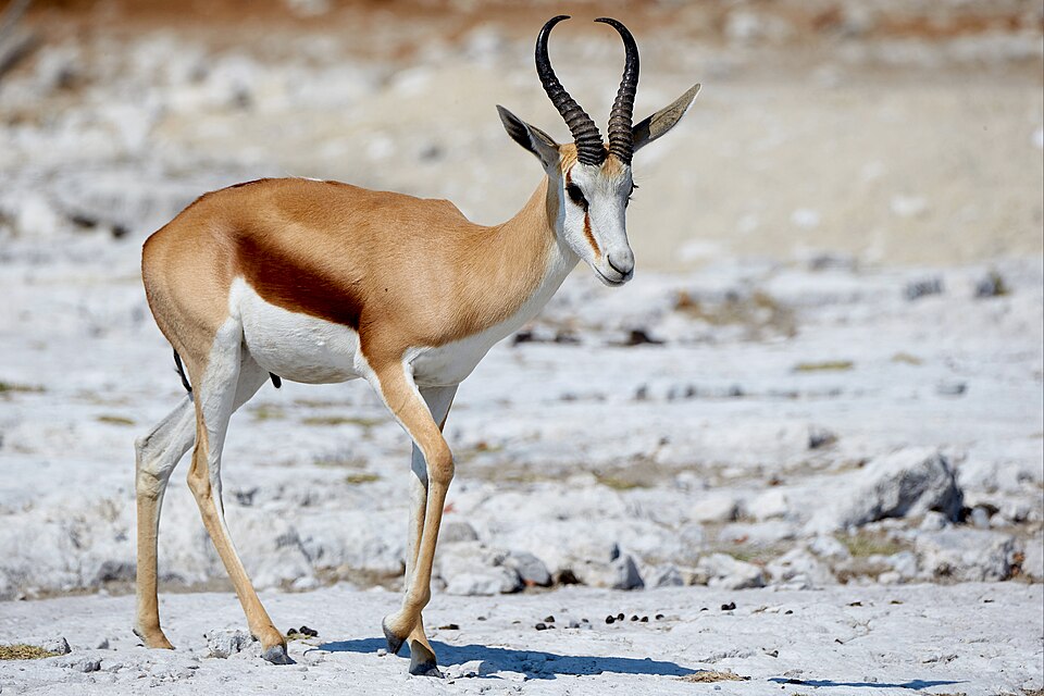 File:Springbok Front 2019-07-24.jpg