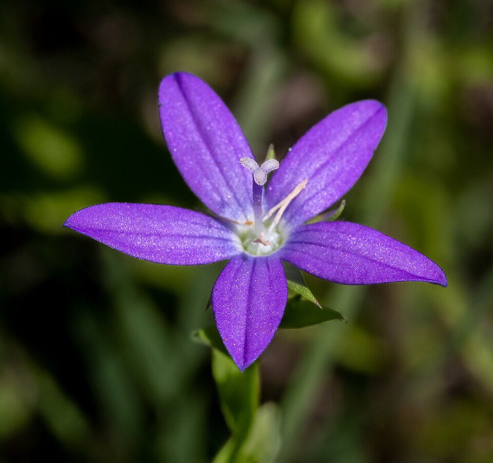 File:Triodanis biflora Texas.jpg