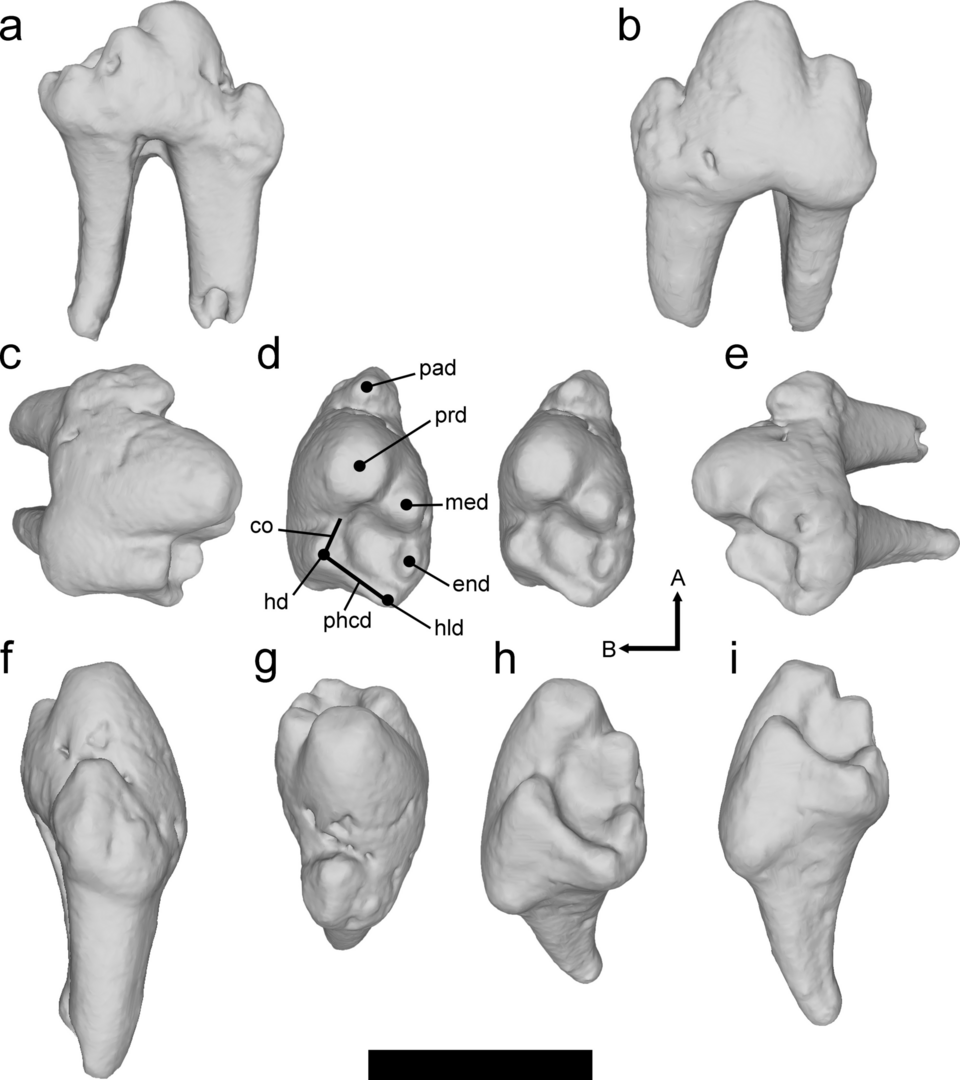 File:Weirdodectes holotype.png