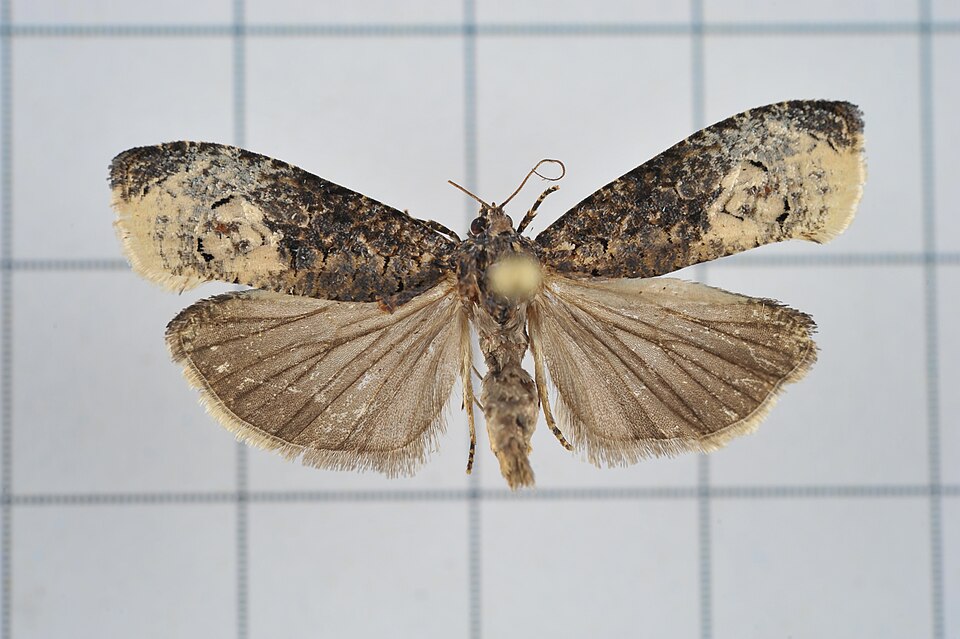 File:A58-20170303-072 (33360636983).jpg