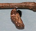 Chrysalis