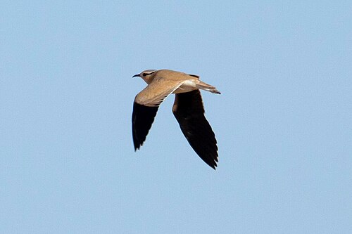 Adult C. c. cursor in flight, showing the black outer upperwing and entirely black underwing; Western Sahara