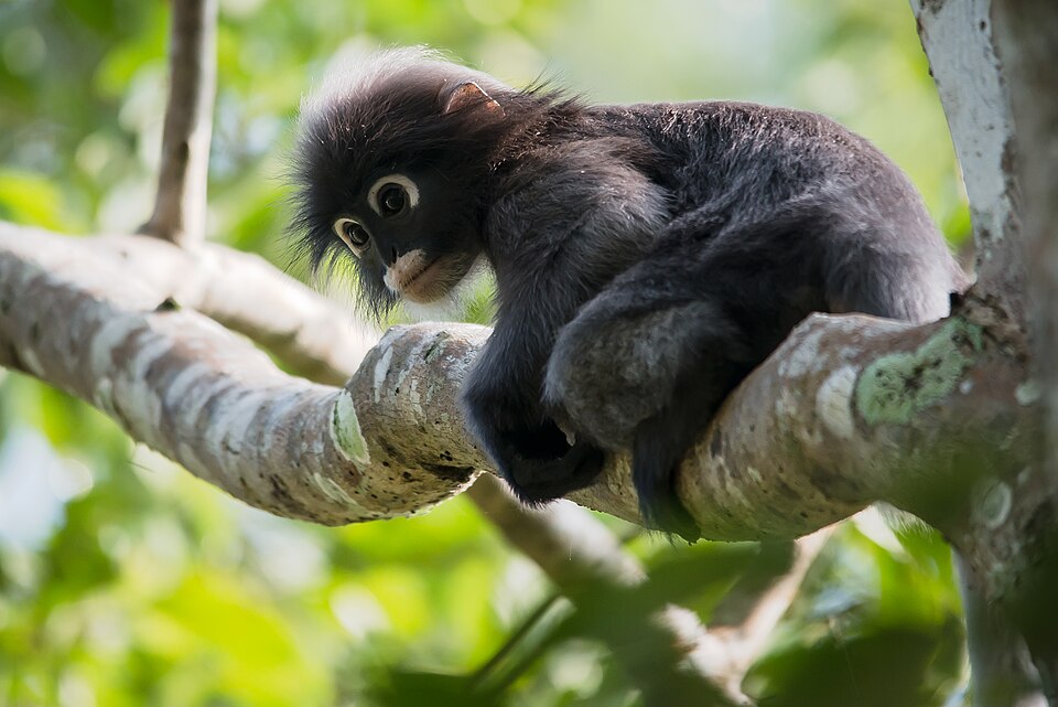 File:Dusky leaf monkey, Trachypithecus obscurus.jpg