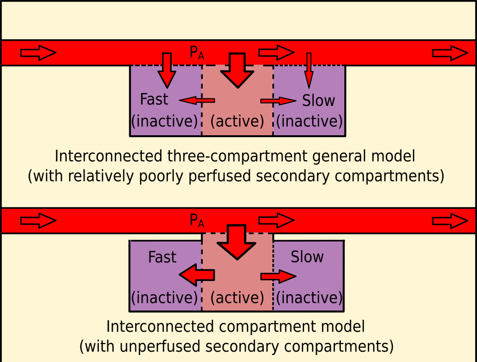 File:Interconnected 3 compartment models.svg
