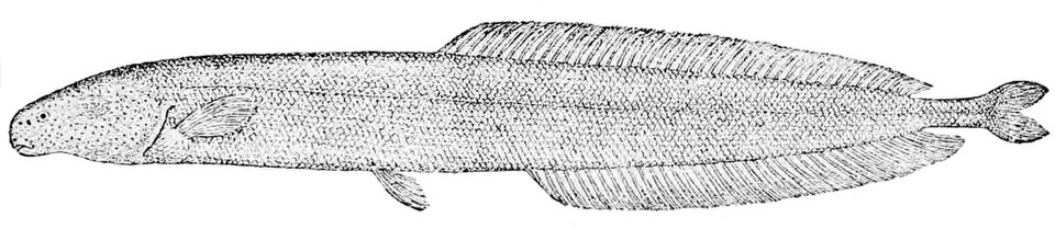 File:Isichthys henryi 2.jpg