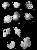Several foraminiferans replaced by silica from the Menuha Formation.