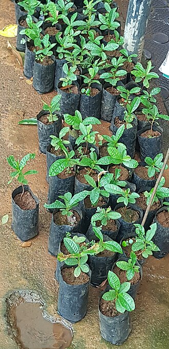 File:Rose apple 2.jpg