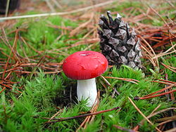 Russula emetica