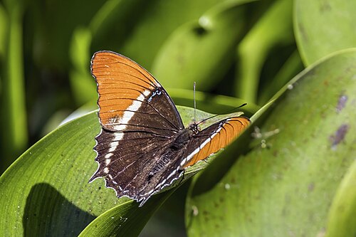 Rusty-tipped page Siproeta epaphus Guatemala