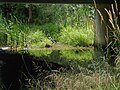 Simonson Brook at Barbieri Court, under a pipe