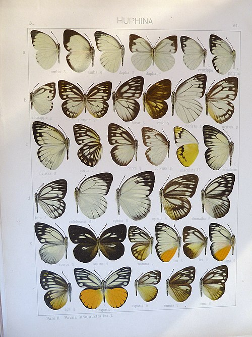 File:Seitz9FaunaIndoAustralica Plate63.JPG