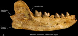 S. phiomensis