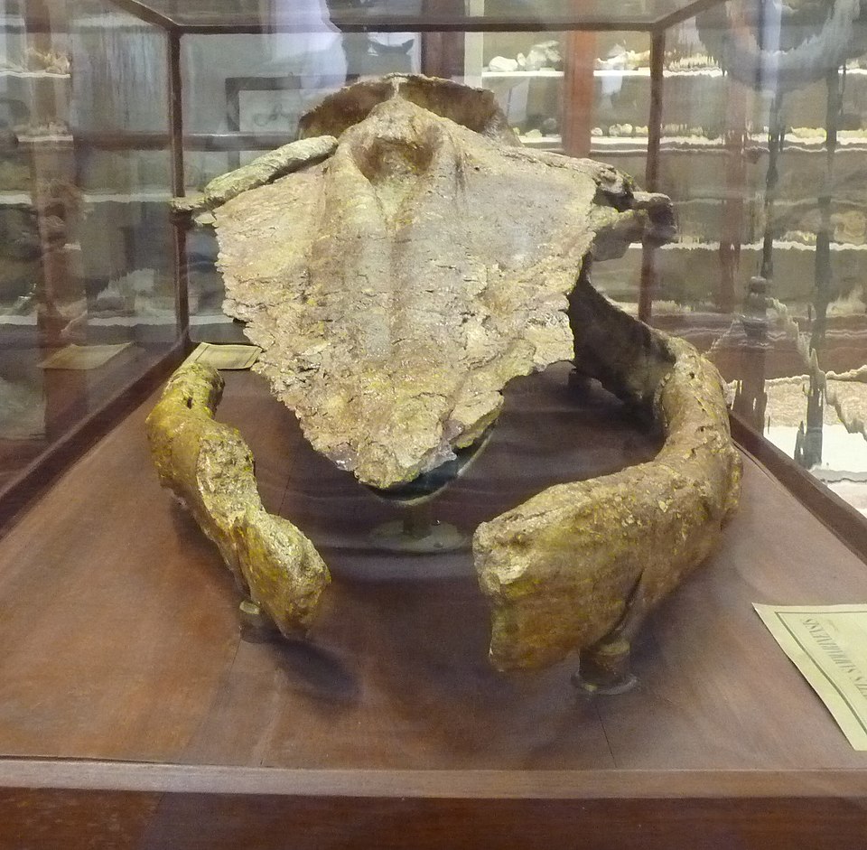 File:Titanocetus-sammarinensisBologna02.JPG