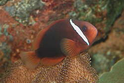 A. frenatus (Tomato anemonefish)