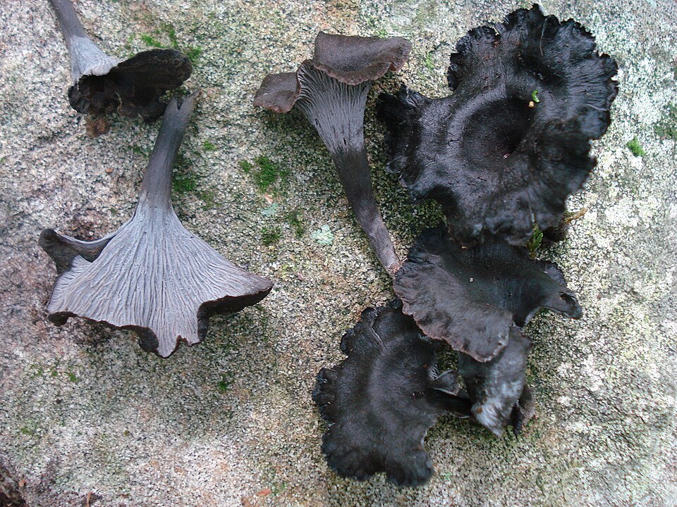 File:2010-08-24 Craterellus cinereus (Pers.) Quél 100703.jpg