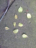 Samarae of same