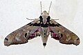 Thumbnail for version as of 07:48, 2 August 2020