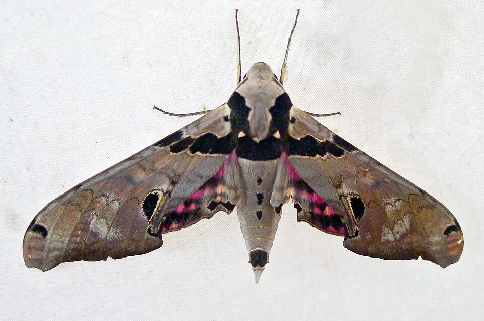 File:Adhemarius dentoni male (7461499826).jpg