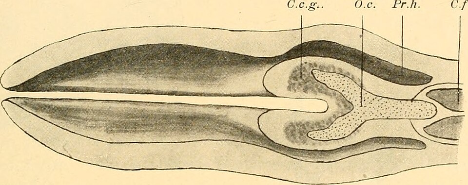 File:Anatomischer Anzeiger (1914) (18190549982).jpg