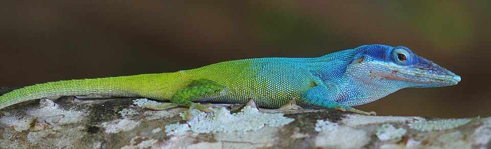 File:Anolis allisoni (cropped).jpg