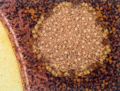 Thumbnail for version as of 00:39, 8 May 2023