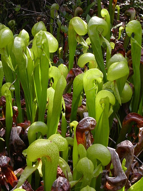 File:Darlingtonia californica.jpg