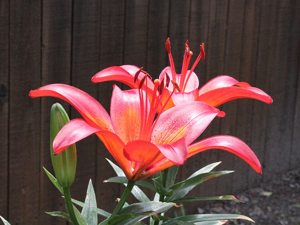 File:Dwarf Asiatic Lily Hybrid-Lilium 'Matrix'-Offnfopt 4635.JPG