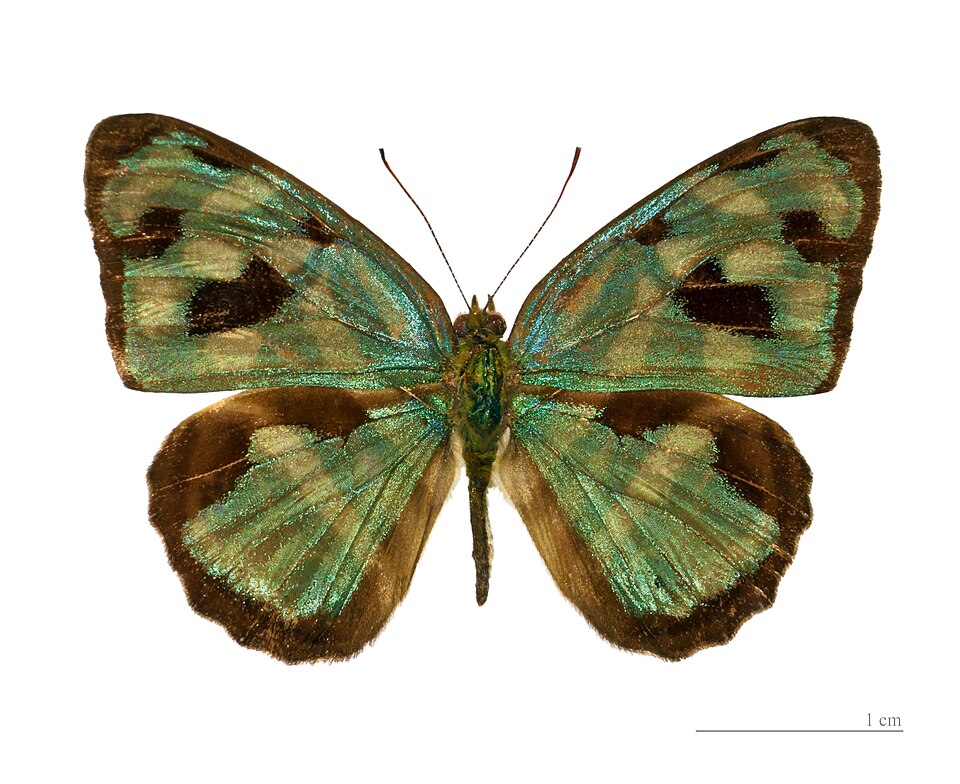 File:Dynamine postverta postverta MHNT dos male.jpg