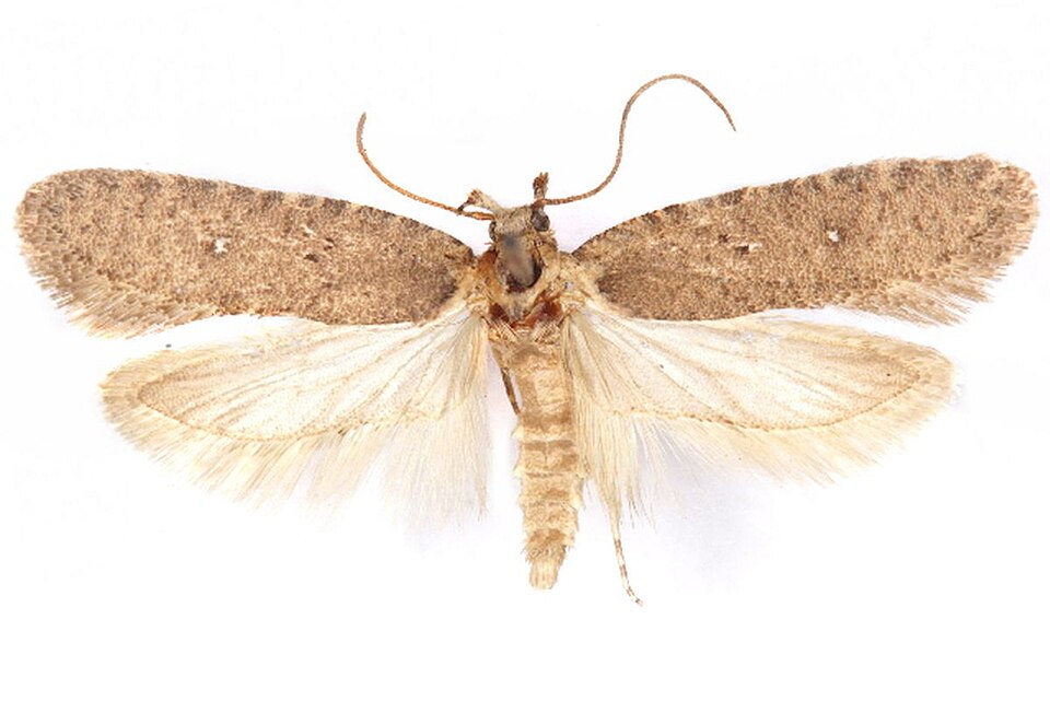 File:Exaeretia nechlys.jpg