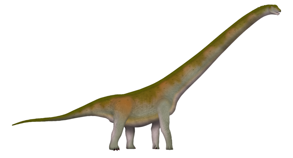 File:Jingiella TD.png