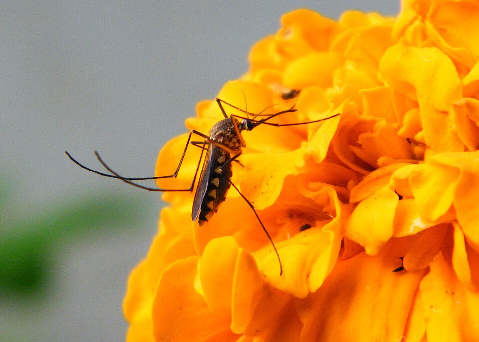 File:Mosquito on marigold flower.JPG