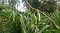 Grammatophyllum speciosum