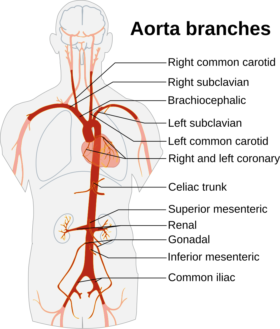 File:Aorta branches.svg
