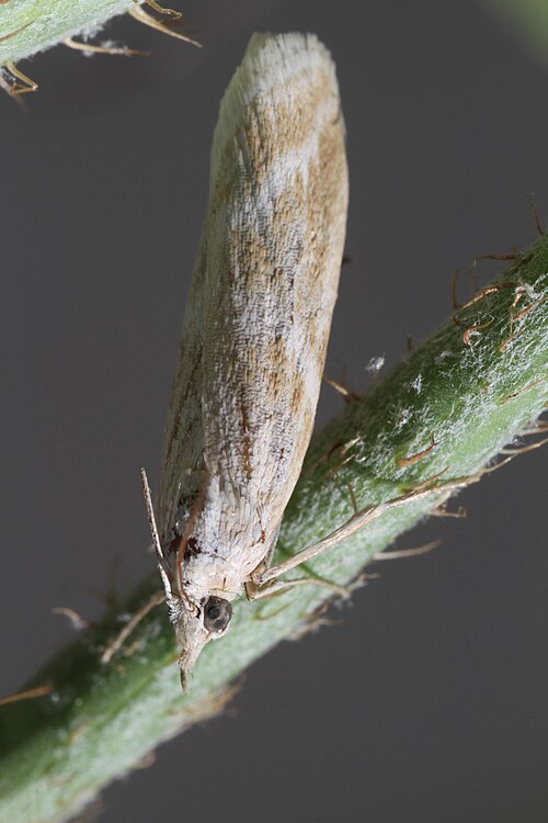File:Bradyrrhoa gilveolella adult.jpg