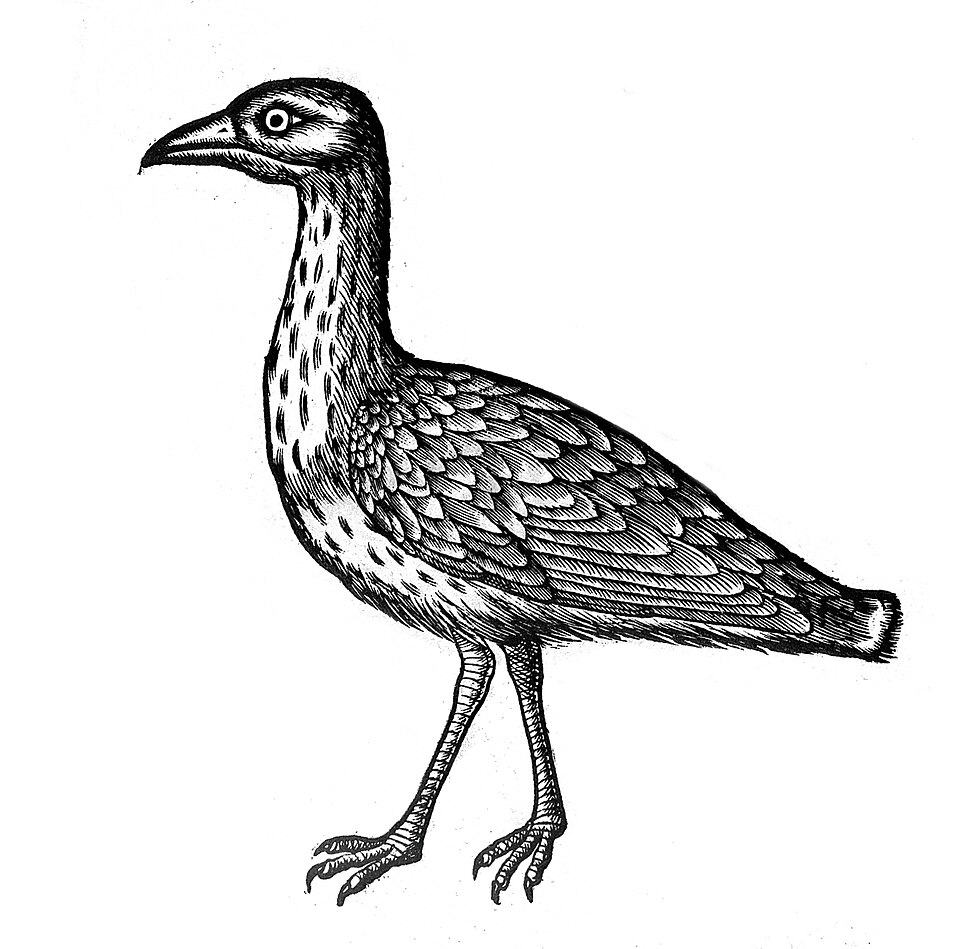 File:Charadrius. Wellcome L0005597.jpg